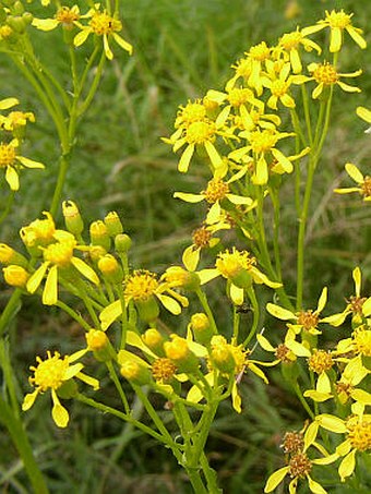 Senecio doria