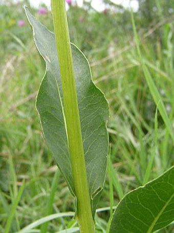 Senecio doria