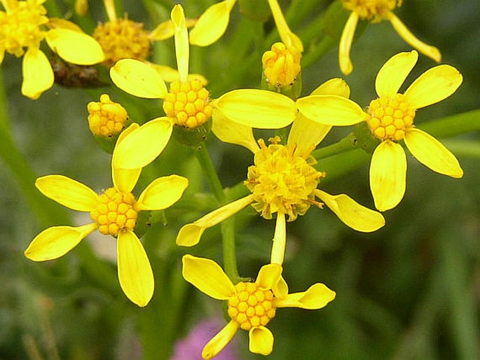 SENECIO DORIA L. – starček zlatý / starček zlatožltý