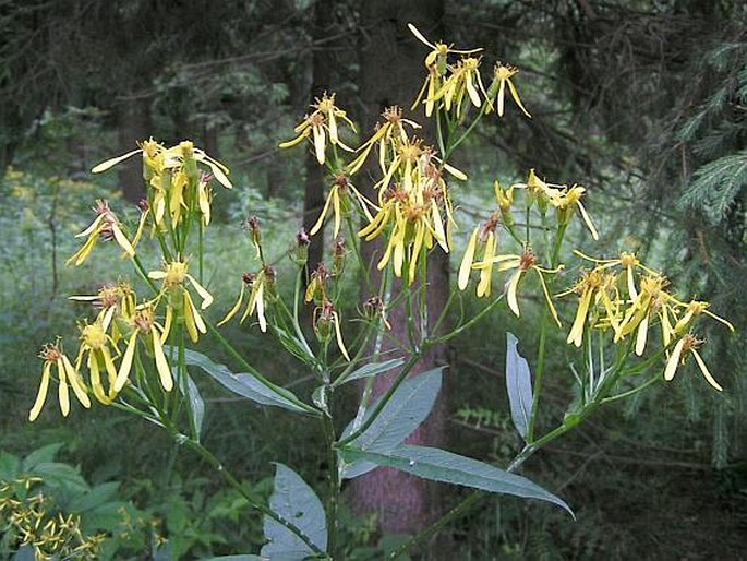 SENECIO HERCYNICUS Herborg - starček hercynský / starček hercýnsky