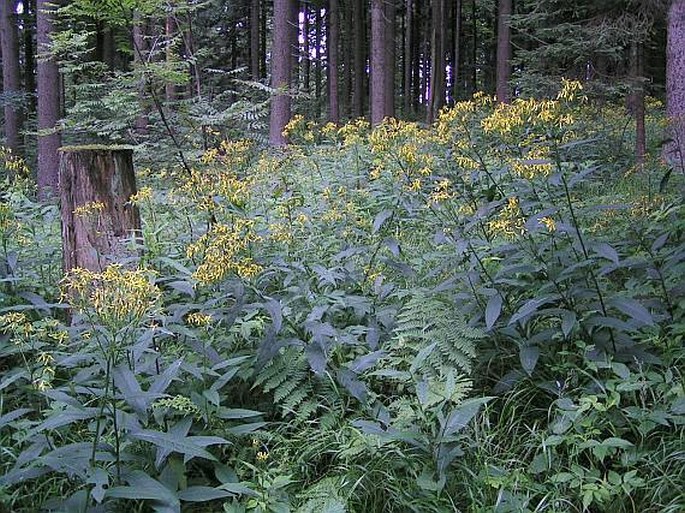 Senecio hercynicus