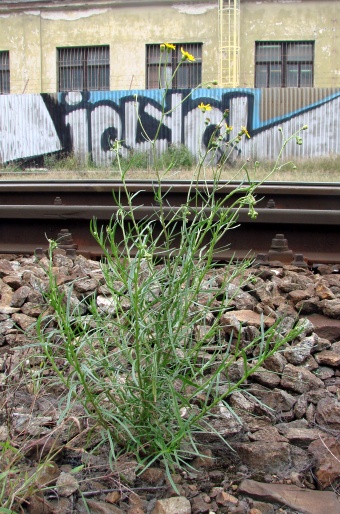 Senecio inaequidens