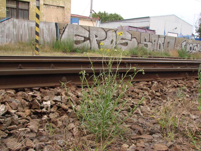 Senecio inaequidens