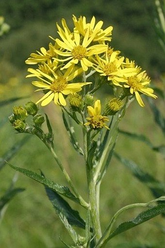 Senecio paludosus paludosus