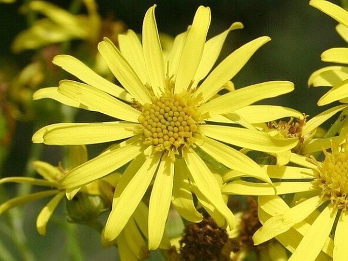 Senecio paludosus paludosus