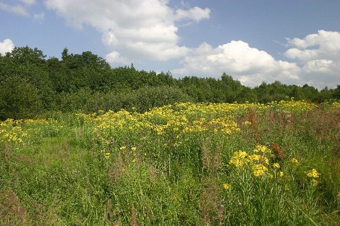 Senecio paludosus paludosus