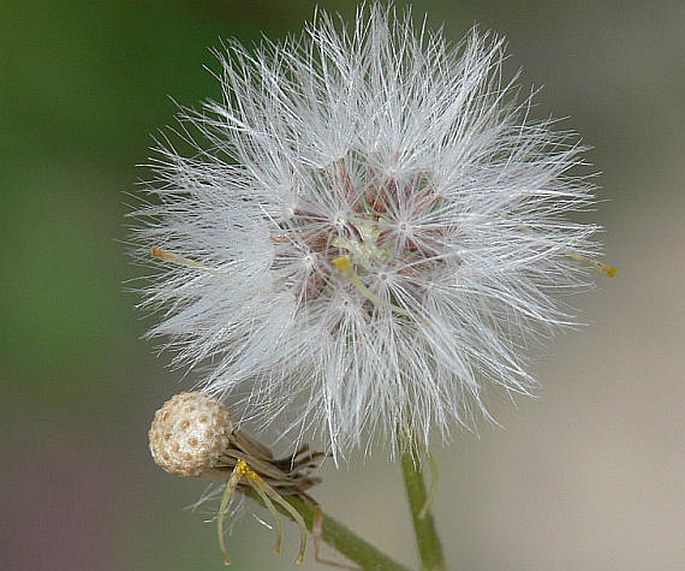 Senecio vulgaris