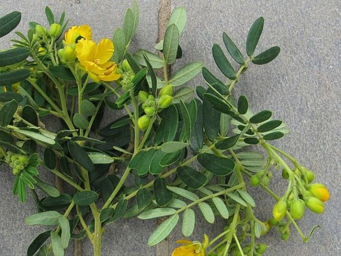 Senna sophera