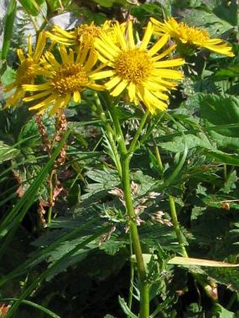 Senecio subalpinus