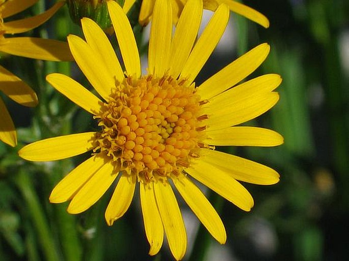 SENECIO SUBALPINUS Koch – starček podalpský / starček subalpínsky