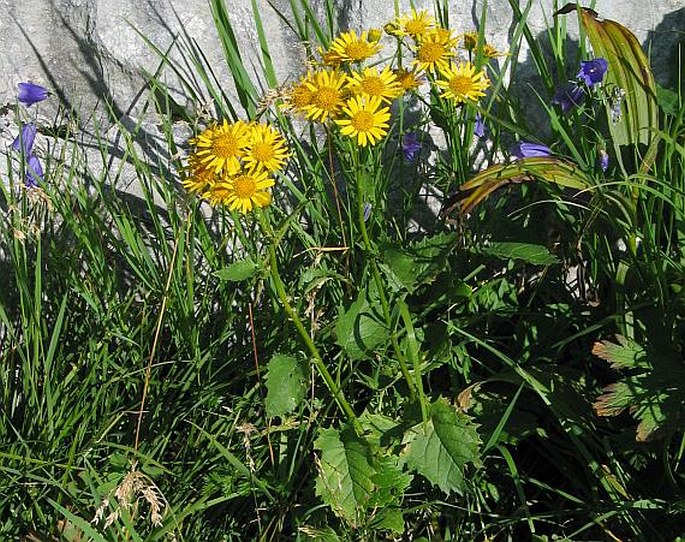 Senecio subalpinus