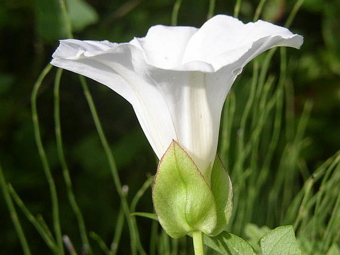 Calystegia sepium