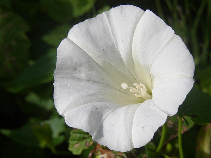 Calystegia sepium