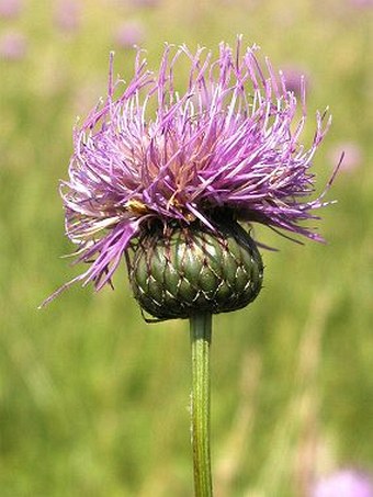 Klasea lycopifolia