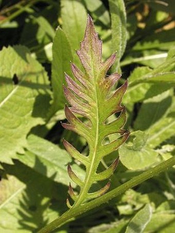 Klasea lycopifolia