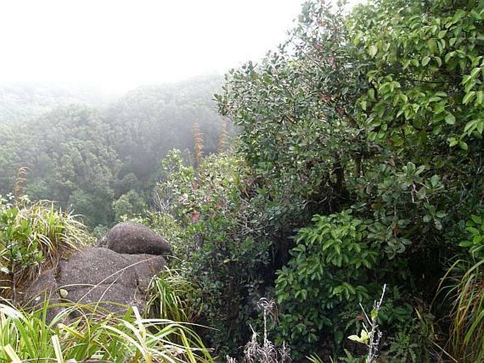 Mahé: NP Morne Seychellois, Morne Blanc – horský les na hřebeni