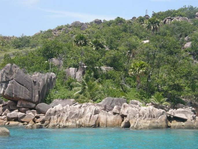 ostrov Curieuse – druhotné porosty s Lodoicea maldivica