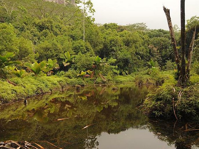 Mahé: NP Morne Seychellois, mokřad Mare aux Cochons