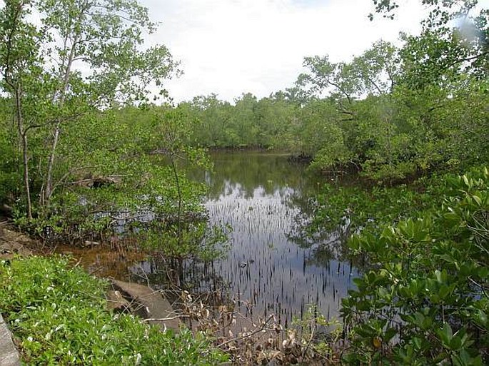 Mahé: Port Launay – mangrove