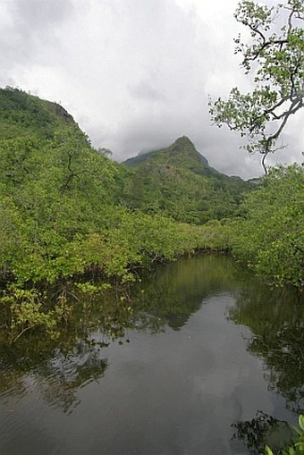 Mahé: Port Launay – mangrove