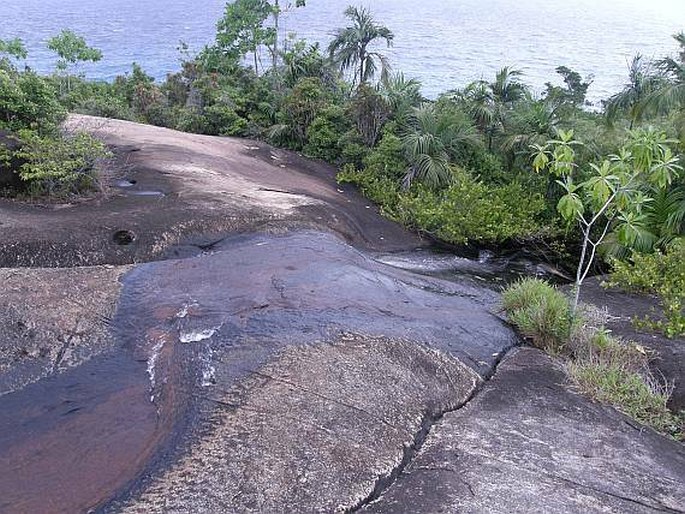 Mahé: NP Morne Seychellois, glacis nižších poloh při cestě k Anse Major