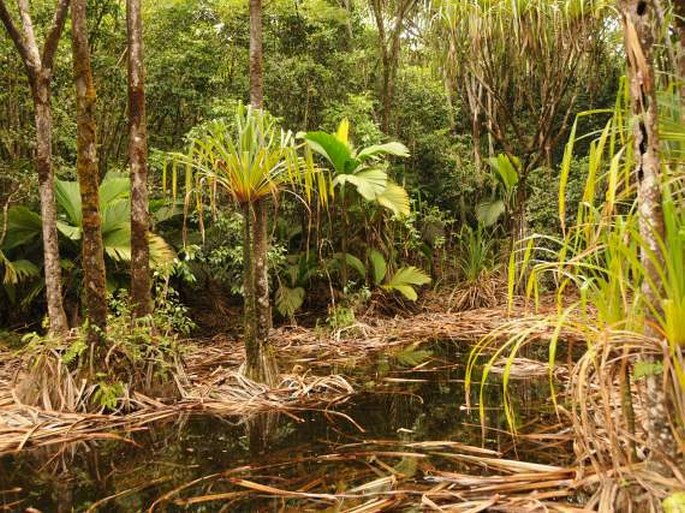 Mahé: NP Morne Seychellois, mokřad Mare aux Cochons