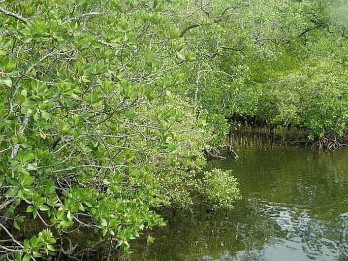 Mahé: Port Launay – mangrove