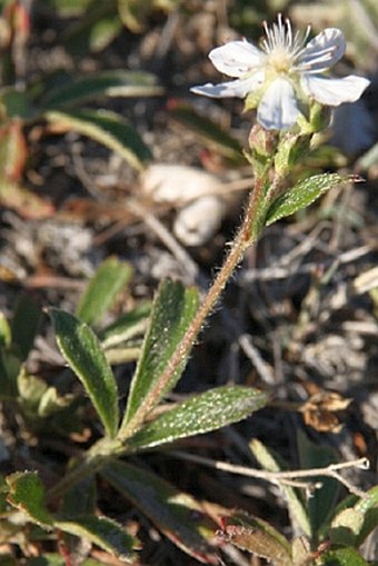 Sibbaldiopsis tridentata