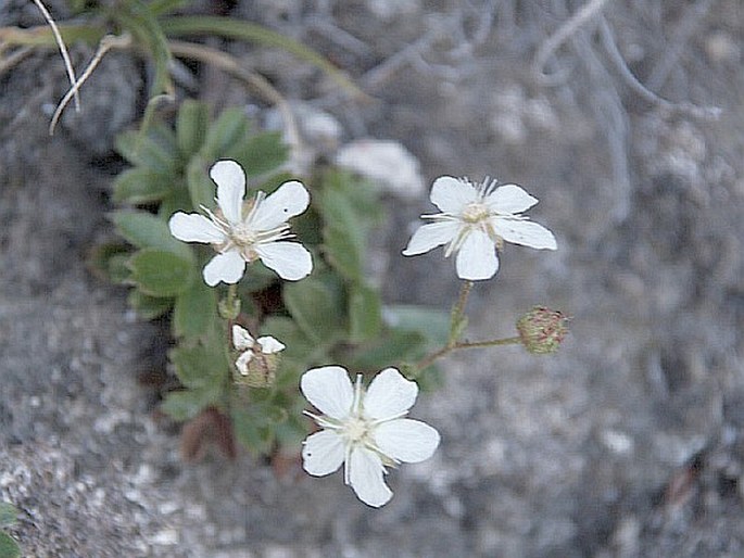 Sibbaldiopsis tridentata