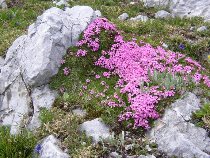 SILENE ACAULIS (L.) Jacq. – silenka bezlodyžná / silenka bezbyľová