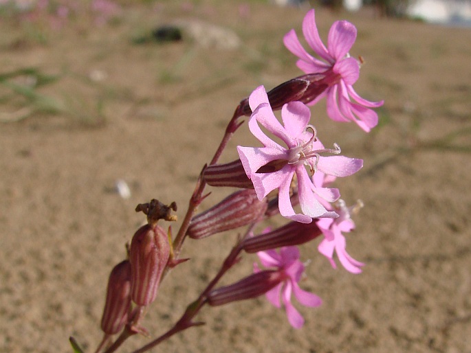 Silene colorata