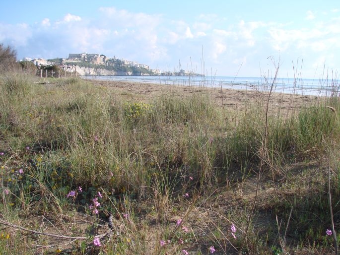 Silene colorata