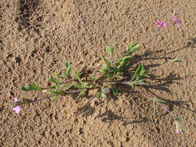 Silene colorata