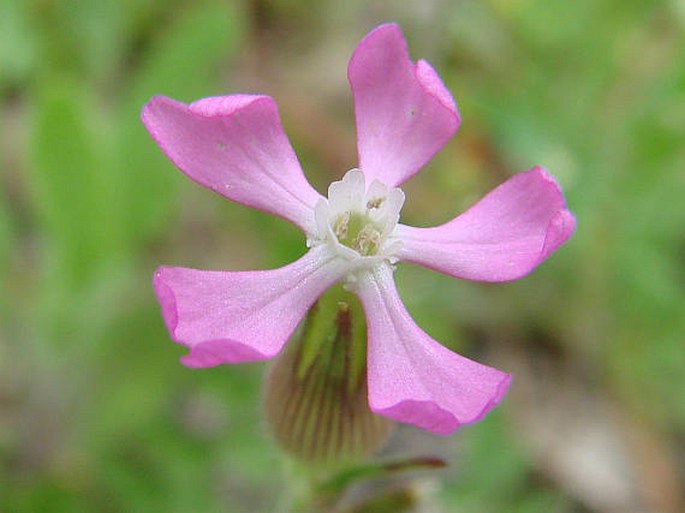 SILENE CONICA L. – silenka kuželovitá / silenka kužeľovitá