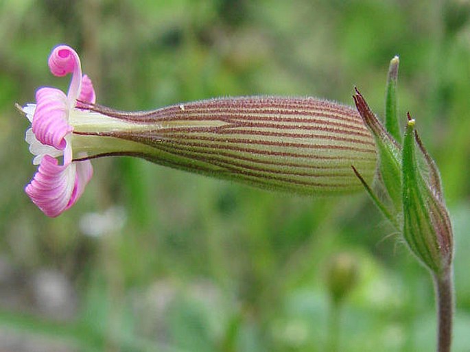 Silene conica