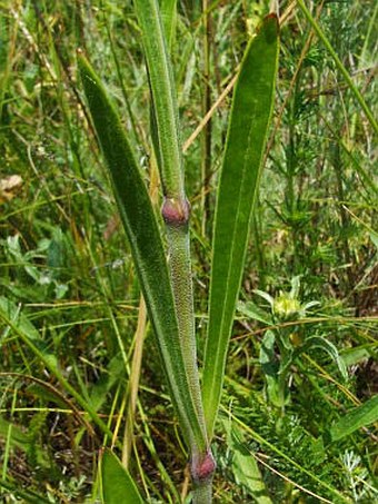 Silene multiflora