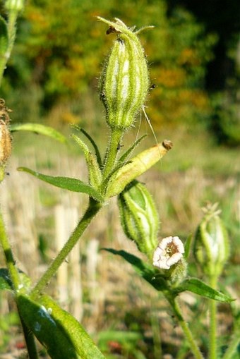 Silene noctiflora