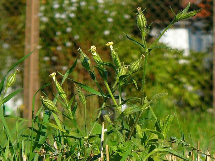 Silene noctiflora