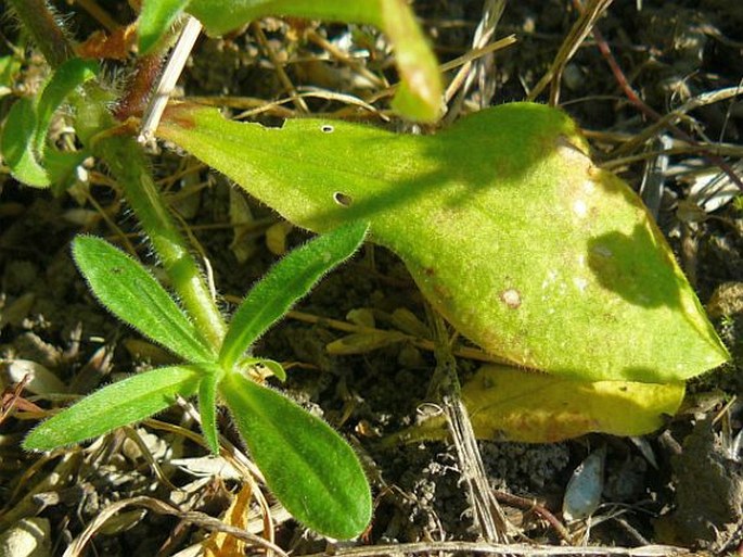 Silene noctiflora