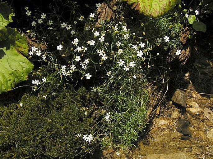 Heliosperma pusillum