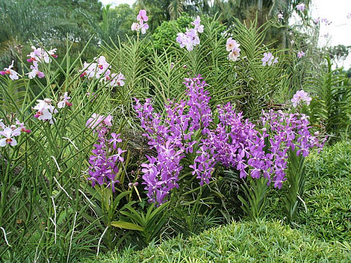 Singapore Botanic Gardens