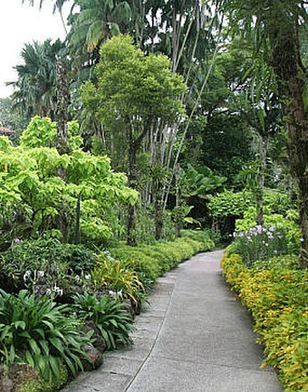 Singapore Botanic Gardens