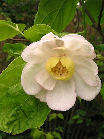 Sinocalycanthus sinensis