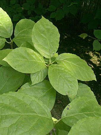 Sinocalycanthus sinensis