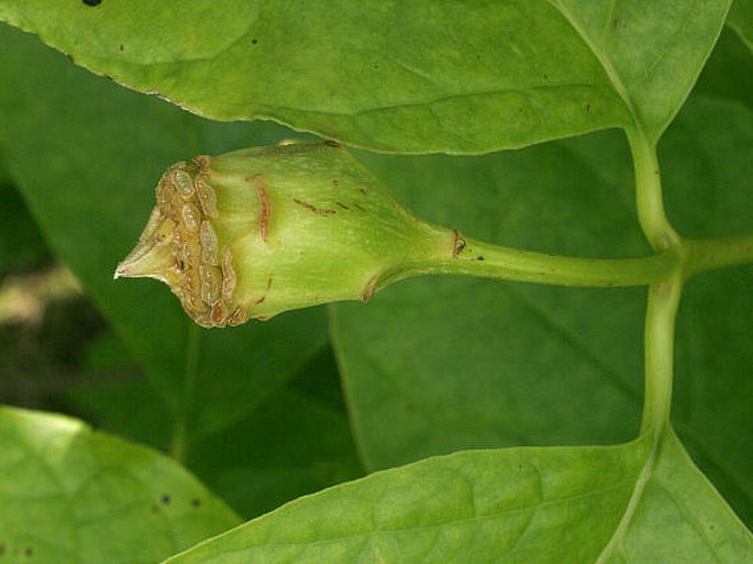 Calycanthus chinensis