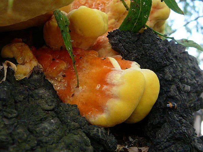 Laetiporus sulphureus