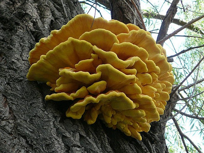 Laetiporus sulphureus