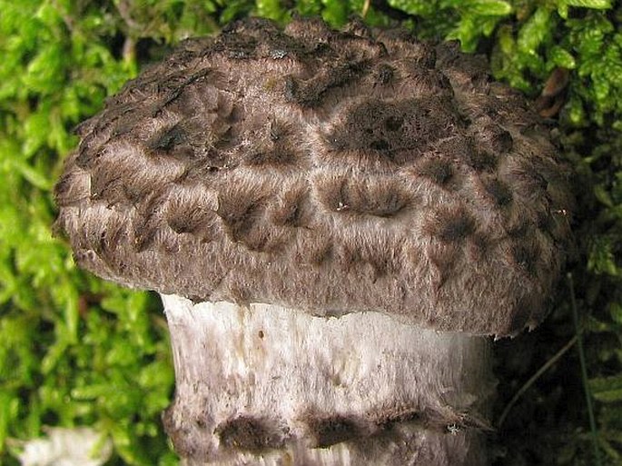 Strobilomyces strobilaceus