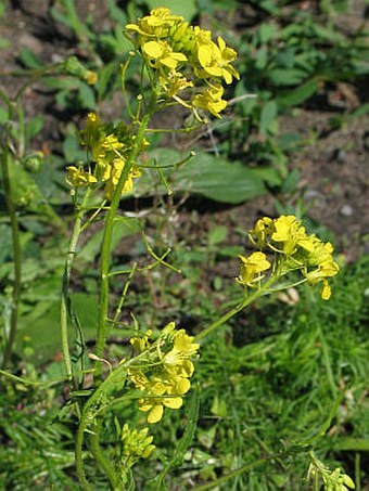 Sisymbrium loeselii