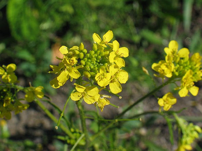 SISYMBRIUM LOESELII L. - hulevník Loeselův / huľavník Loeselov